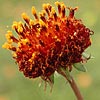 Texas wildflower - Pincushion Daisy (Gaillardia suavis)
