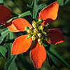 Texas wildflower - Wild Poinsettia (Euphorbia cyathophora)