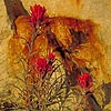 Texas wildflower - Downy Paintbrush (Castilleja sessiliflora)