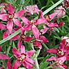 Texas wildflower - Ratany (Krameria lanceolata)