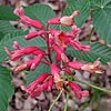 Texas wildflower - Red Buckeye (Aesculus pavia)