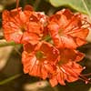 Texas wildflower - Scarlet Musk-Flower (Nyctaginia capitata)