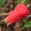 Texas wildflower - Scarlet Leatherflower (Clematis texensis)