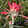 Texas wildflower - Squawfeather (Castilleja integra)