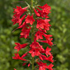 Texas wildflower - Texas Plume (Ipomopsis rubra)