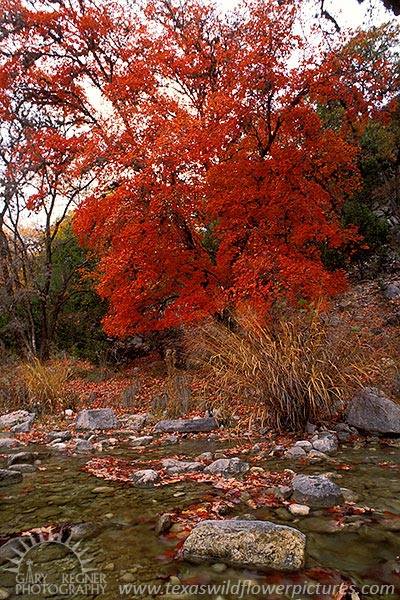 Sabinal River - Lost Maples Texas