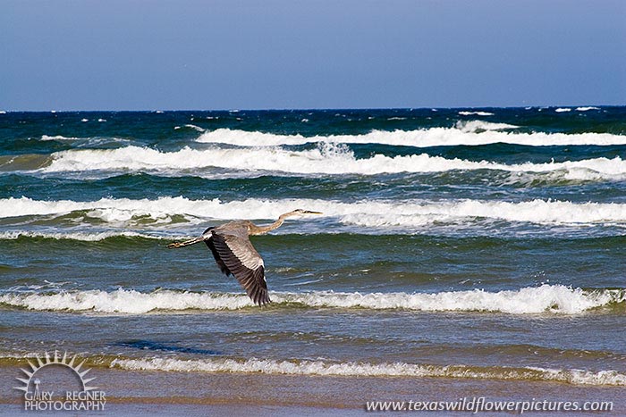 Great Blue Heron - Padre Island Texas