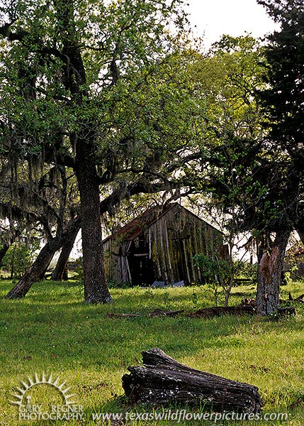 Weathered Barn - Texas Landscape