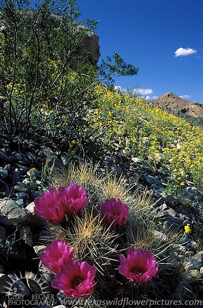 Strawberry Pitaya - Texas Wildflowers, Big Bend Cactus by Gary Regner