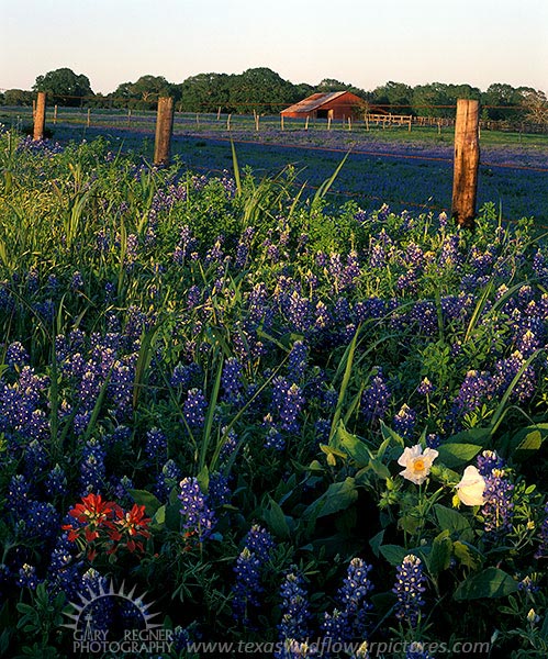 Austin County Bluebonnets - Texas Wildflowers by Gary Regner