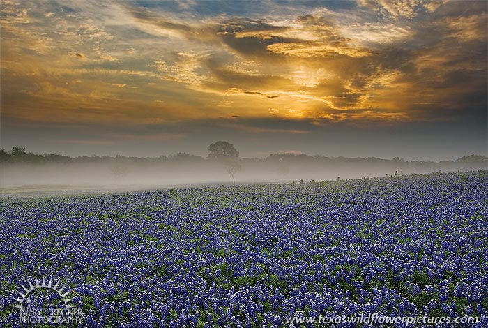 Misty Morning Sunrise - Texas Wildflowers, Bluebonnets by Gary Regner