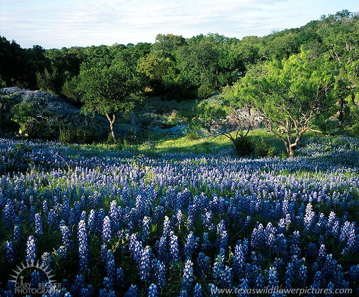 Bluebonnets and Creek - Texas Wildflowers, Bluebonnets by Gary Regner