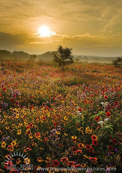 Spring Morning - Texas Wildflowers, Hill Country Sunrise by Gary Regner