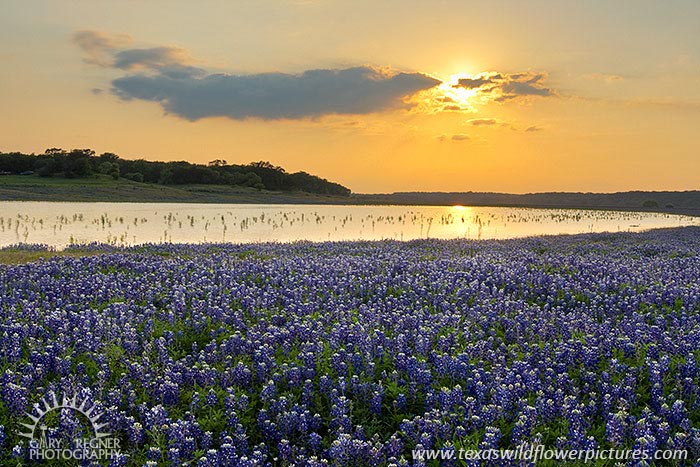 Evening Sun - Texas Wildflowers, Bluebonnets, Lake Travis by Gary Regner