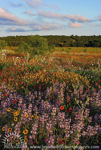 Summer Wildflowers - Texas Wildflowers in the Hill Country by Gary Regner