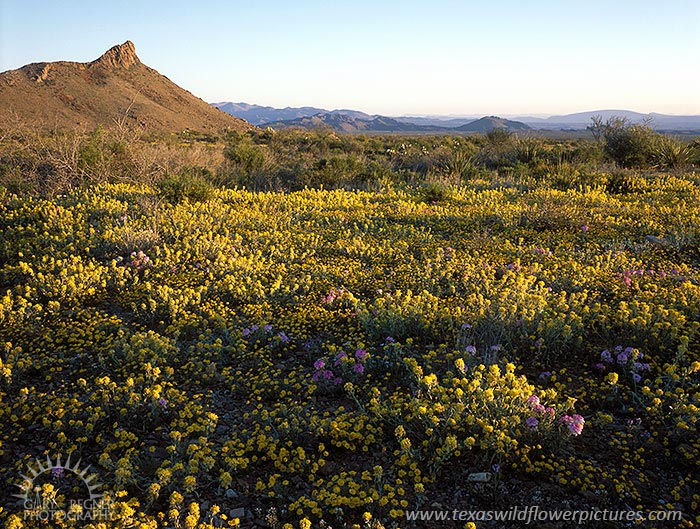 Big Bend Spring - Texas Wildflowers by Gary Regner