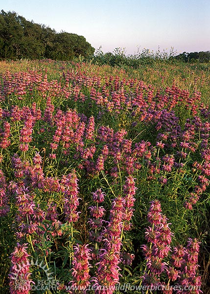 Horsemint - Texas Wildflowers by Gary Regner