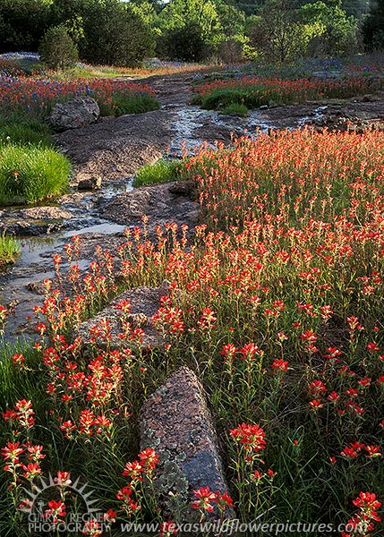 Texas Paintbrush - Texas Wildflowers in Hill Country by Gary Regner