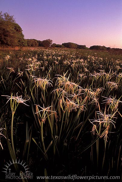 Spider Lilies - Texas Wildflowers by Gary Regner