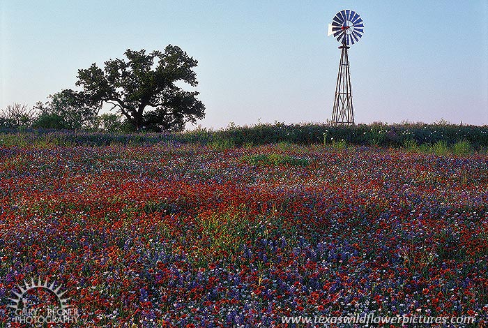 Wildflowers & Windmill - Texas Wildflowers, Hill Country by Gary Regner