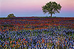 Texas Wildflower Landscapes Gallery