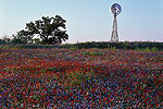 Wildflowers and Windmill - by Gary Regner