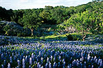 Bluebonnets and Creek - by Gary Regner