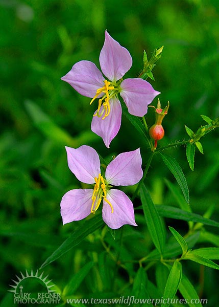 Meadow Beauty - Texas Wildflowers by Gary Regner