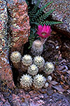 Lace Cactus - by Gary Regner