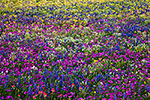 Wildflower Carpet - by Gary Regner