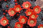 Claret Cup Cactus - by Gary Regner