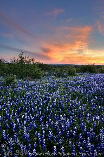 Distant Light - Texas Wildflowers, Bluebonnets in Hill Country by Gary Regner