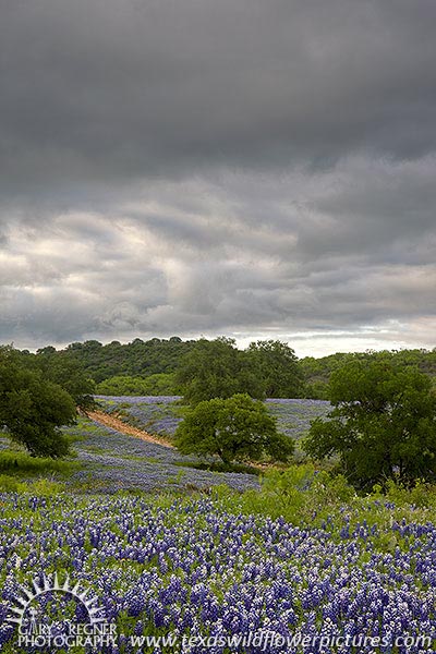 Spring Storm - Texas Wildflowers, Bluebonnets and Storm by Gary Regner