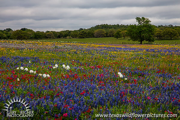 A Cloudy Day - Texas Wildflowers by Gary Regner