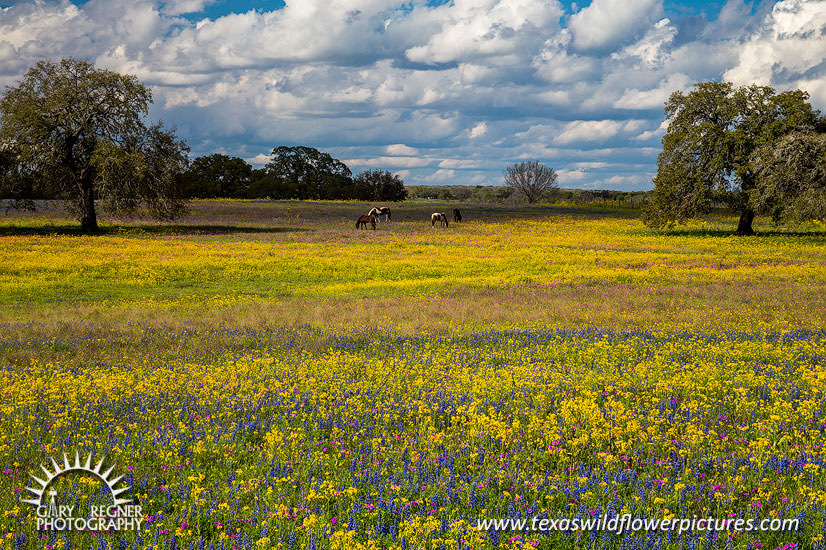 Grazing - Texas Wildflowers by Gary Regner