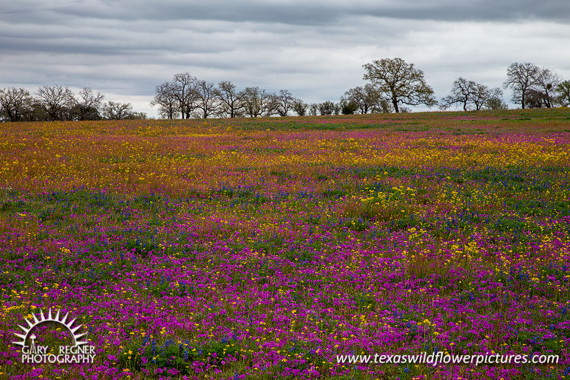 Splash of Color - Texas Wildflowers by Gary Regner