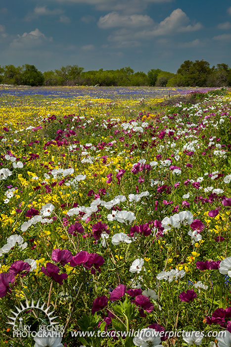 Frio Poppies - Texas Wildflowers, White and Rose Prickly Poppies by Gary Regner