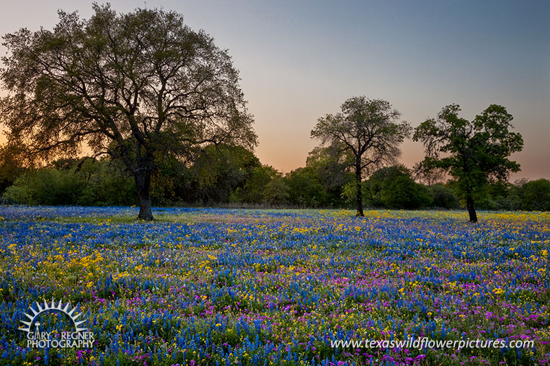 Oh So Devine - Texas Wildflowers, Medina County by Gary Regner