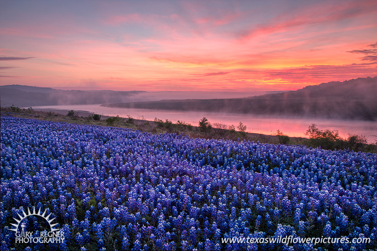 Turkey Bend Sunrise - Texas Wildflowers by Gary Regner
