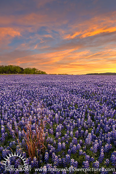 All Alone - Texas Wildflowers by Gary Regner