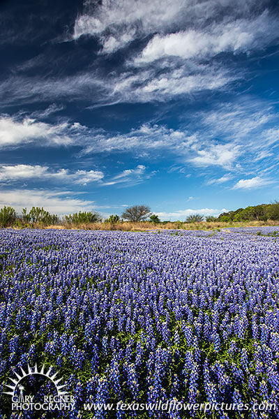Flower Lake - Texas Wildflowers by Gary Regner