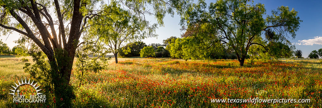 Indian Blankets - Texas Wildflowers, Sunset Panorama Landscape by Gary Regner