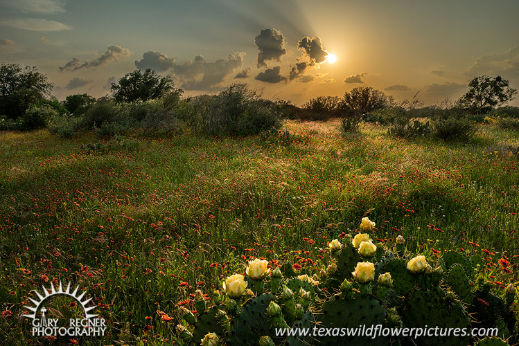Vortex - Texas Wildflowers, Thunderstorm Clouds Landscape by Gary Regner