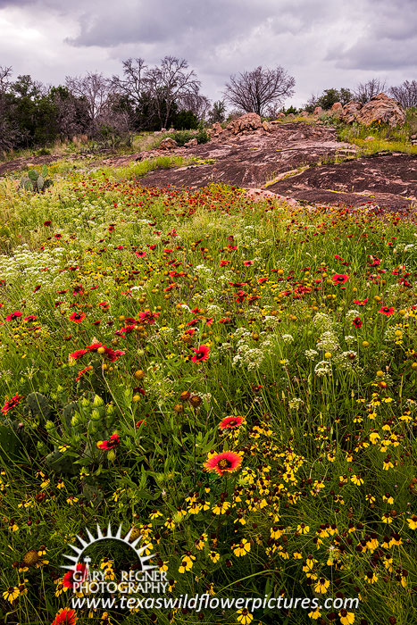 Llano Uplift - Texas Wildflowers at Inks Lake State Park by Gary Regner