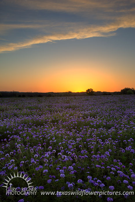 Verbena Twilight - Texas Wildflowers by Gary Regner