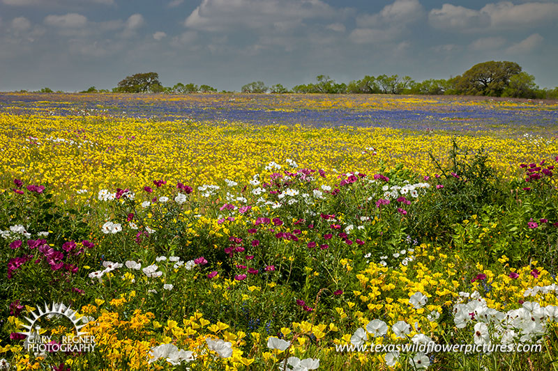 Kaleidoscope - Texas Wildflowers, Bluebonnets and Prickly Poppies by Gary Regner