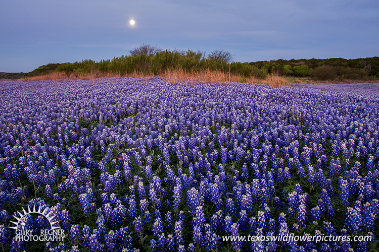 Edge of Darkness- Texas Wildflowers by Gary Regner