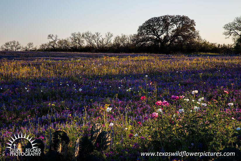 Spring on the Texas Prairie - Texas Wildflowers by Gary Regner