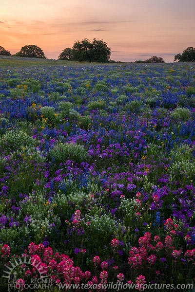 A Field of Dreams - Texas Wildflowers, Bluebonnets at Sunrise by Gary Regner
