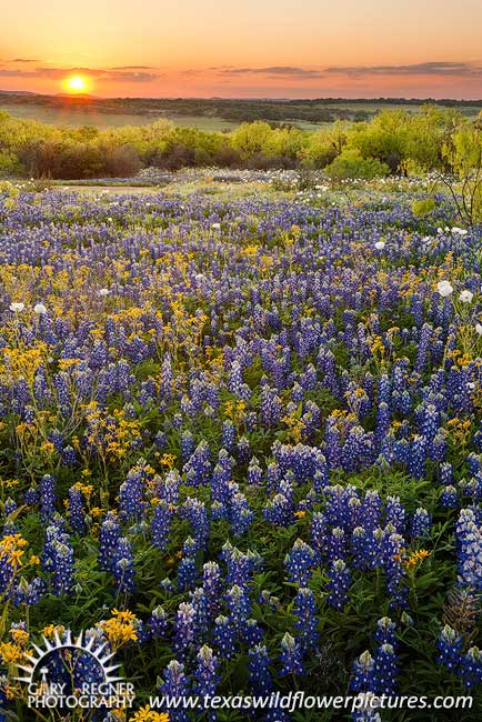 A Perfect Day - Texas Wildflowers, Bluebonnets at Sunset by Gary Regner